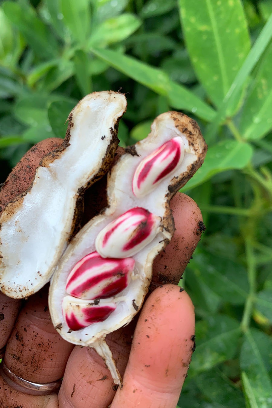 Hand holding open bean pod with colourful seeds