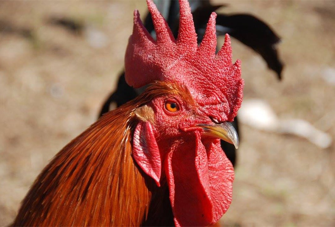 Free-range rooster at Boon Luck Farm