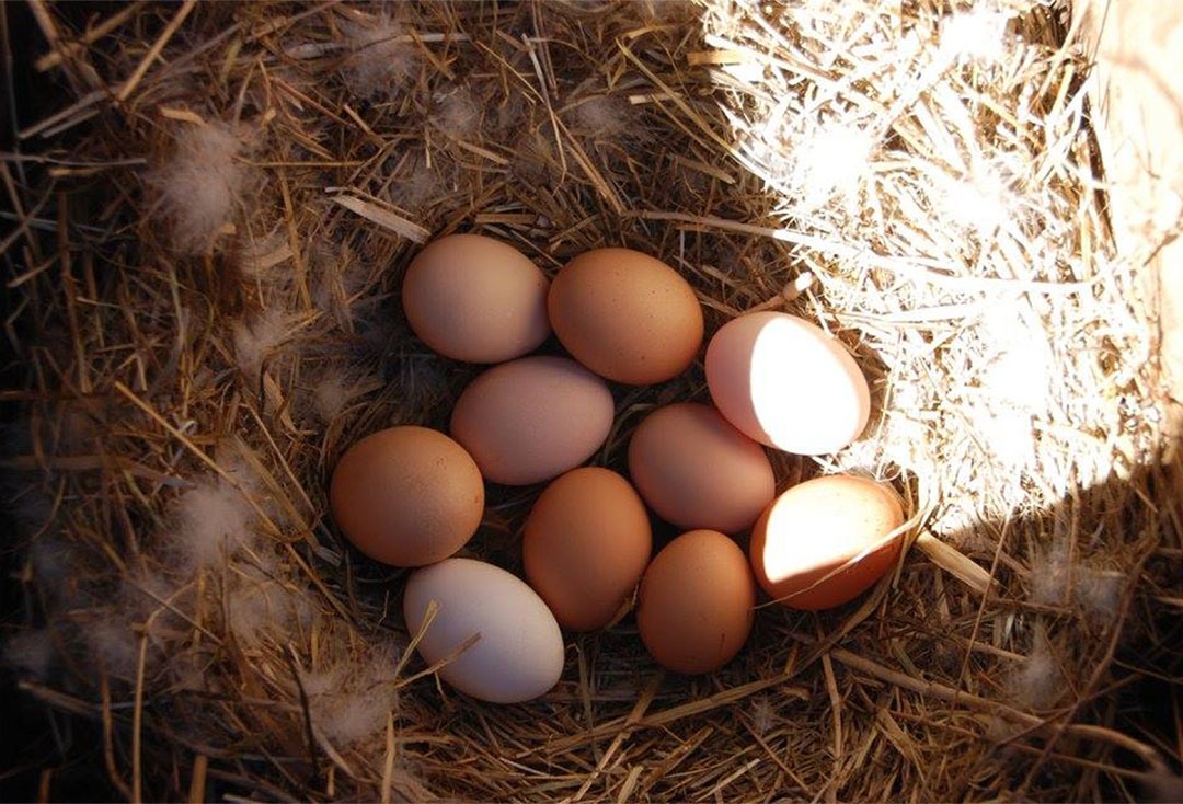 Fresh eggs nestled in straw at Boon Luck Farm