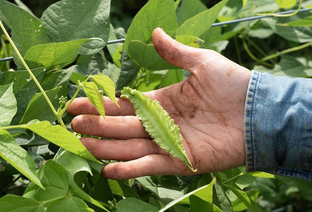 Farmer holding winged bean on the vine
