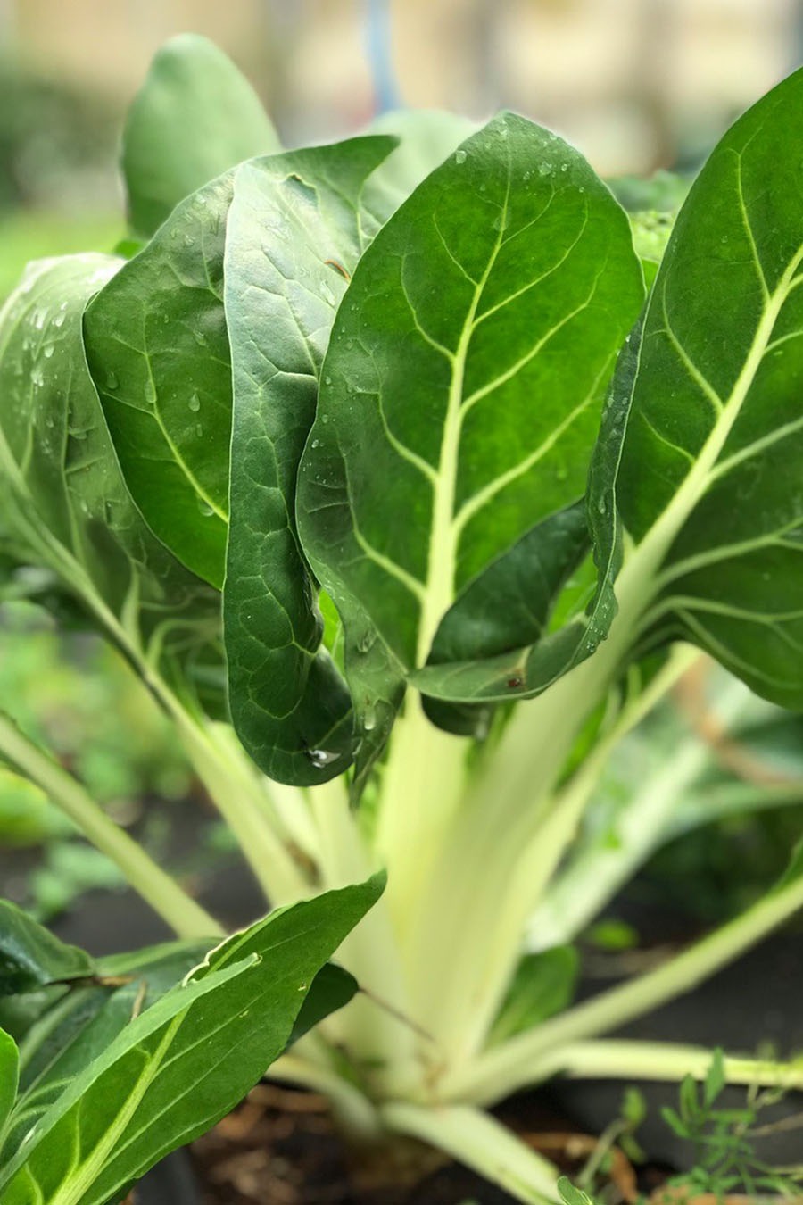 Bok choy growing in the farm garden