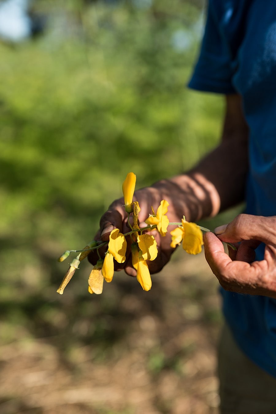 Harvesting fresh produce at Boon Luck Farm