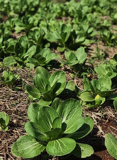 Organic greens growing at Boon Luck Farm