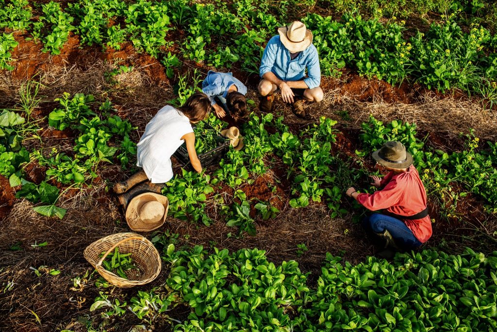 From Farm to Table: The Thai Chain Growing Its Own Produce