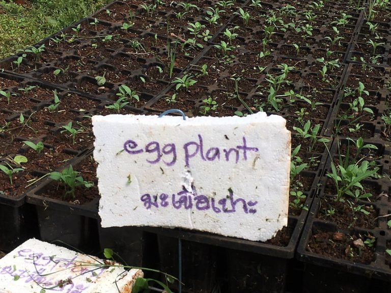 Boon Luck Farm: From Tyagarah paddock to Thai plate