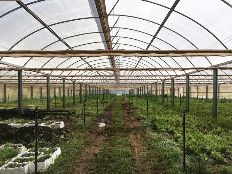 Boon Luck Farm: From Tyagarah paddock to Thai plate