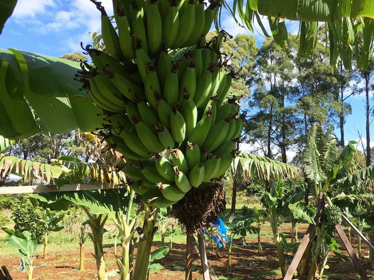 Boon Luck Farm: From Tyagarah paddock to Thai plate