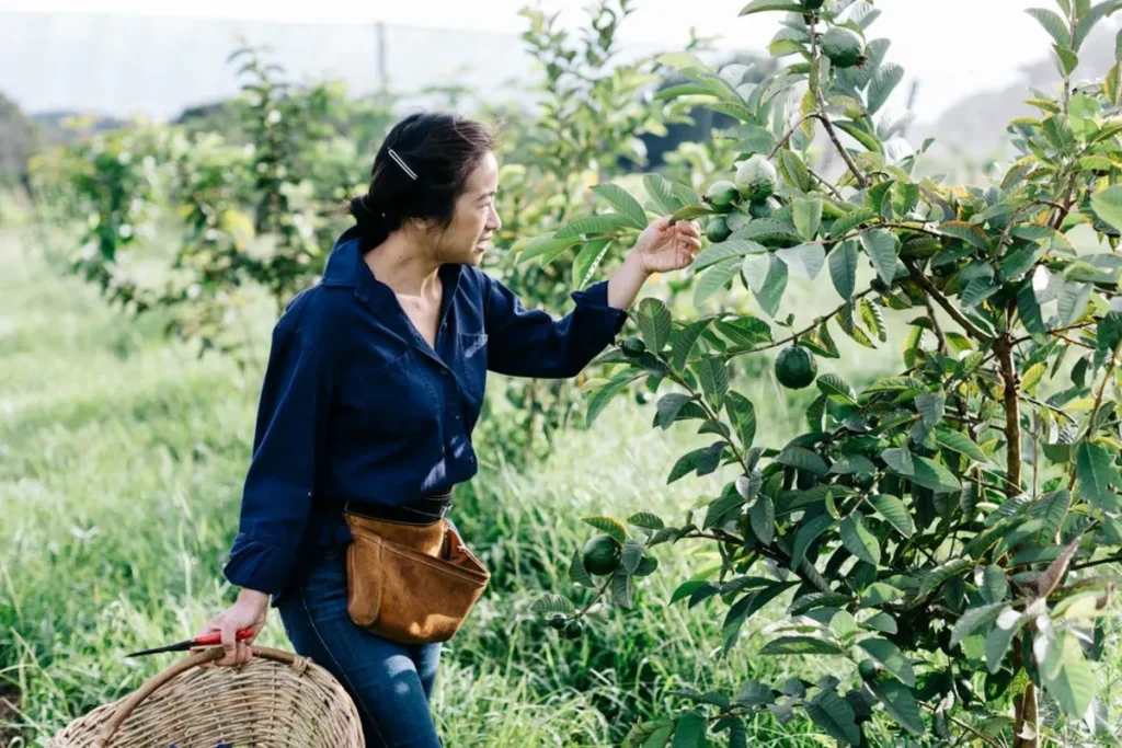 From Farm to Table: The Thai chain growing its own produce