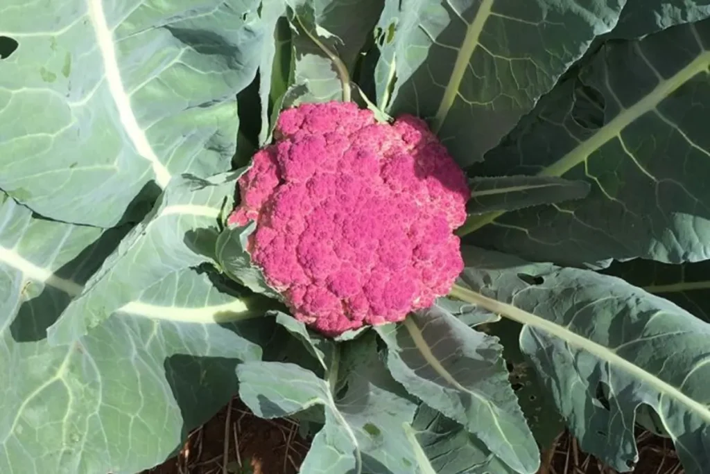 From Farm to Table: The Thai chain growing its own produce