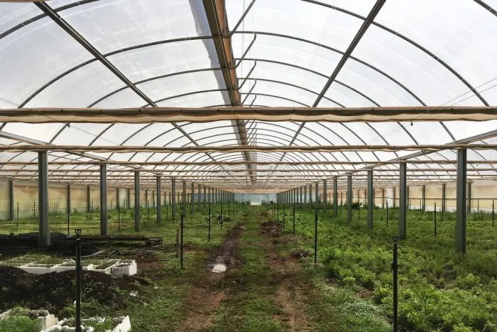 From Farm to Table: The Thai chain growing its own produce