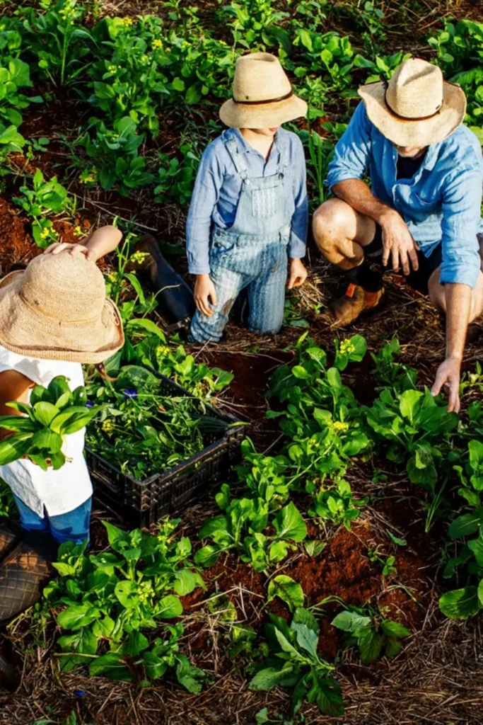 From Farm to Table: The Thai chain growing its own produce