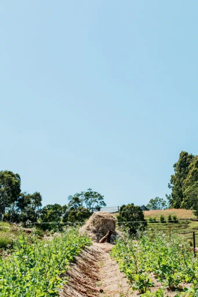 Boon Luck Farm, organic farm in Byron Bay